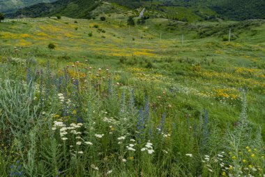 Rüzgarlı yeşil çayırlarda açan canlı kır çiçekleri dağın kırsal kesimlerindeki yumuşak tepelerde
