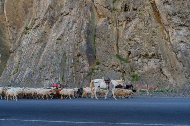Yüklü eşeklerle dolu büyük bir koyun sürüsü dik kayaların altında yol kenarında yürüyor.