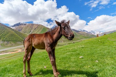Koyu bir tay, yemyeşil bir yamaçta, arkasında karlı Kafkaslar ve bulutlarla poz verir..