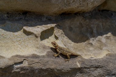 Kahverengi kertenkele dokulu kaya çıkıntısında duruyor, gün ortası güneşinin tadını çıkarıyor..