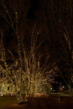 Çıplak kış ağaçları sıcak dekoratif ışıklarla parıldıyor, geceleri sessiz bir parkı aydınlatıyor.