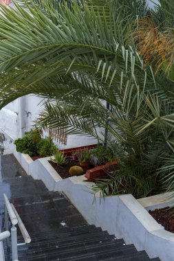 Beyaz duvarlar ve yemyeşil palmiye yaprakları, küçük bahçe, sakin Akdeniz havası.