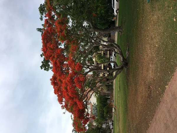 Bela Natureza Parque Com Árvores Floridas — Fotografia de Stock