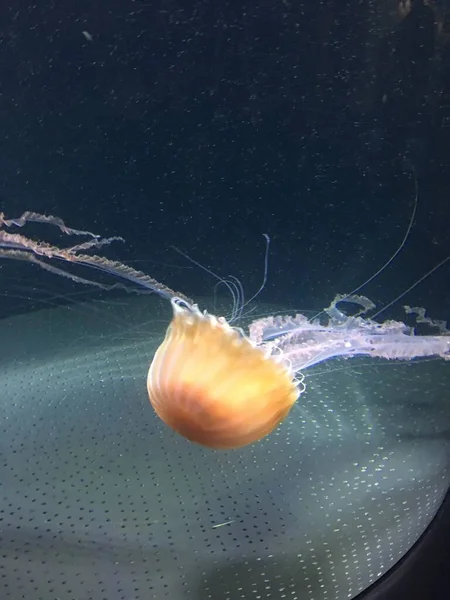 Beleza Graça Fundo Oceano — Fotografia de Stock