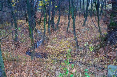 Doğanın bir görüntüsü