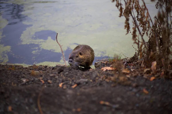 Vahşi doğada bir kopyacı. 