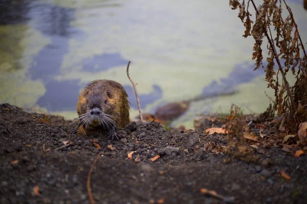 Vahşi doğada bir kopyacı. 