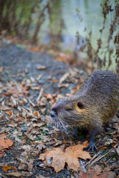 Μια Coypu Στην Άγρια Φύση — Φωτογραφία Αρχείου