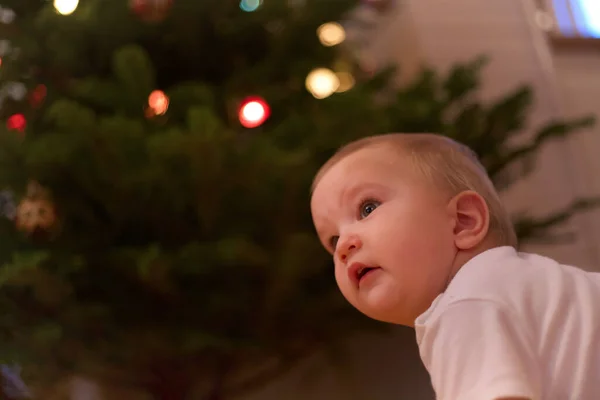 Küçük kardeşim Noel ağacını ilk kez görüyor. 
