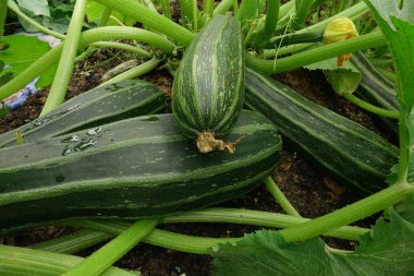 Bahçede kabak var..