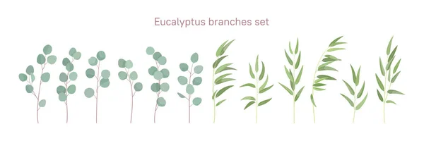 Okaliptüs dalları kuruldu. Tasarımınız için dekoratif çiçek unsurları. Düz biçim.