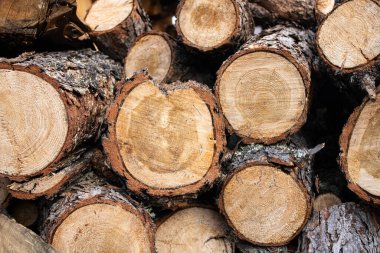 Seçilmiş ağaçlar bir yığın halinde istiflenir. Ağaç gövdesinin kesiti.