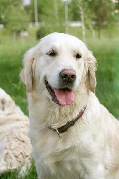 Cão em passeio — Fotografia de Stock