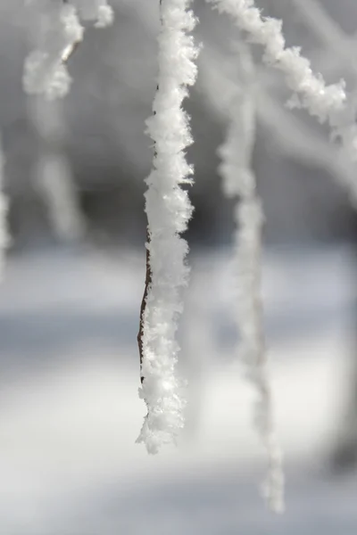 Frosty hoarfrost — Stock Photo, Image