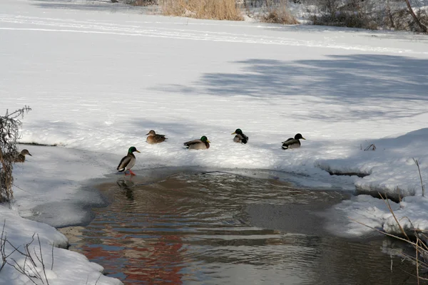 The ducks — Stock Photo, Image
