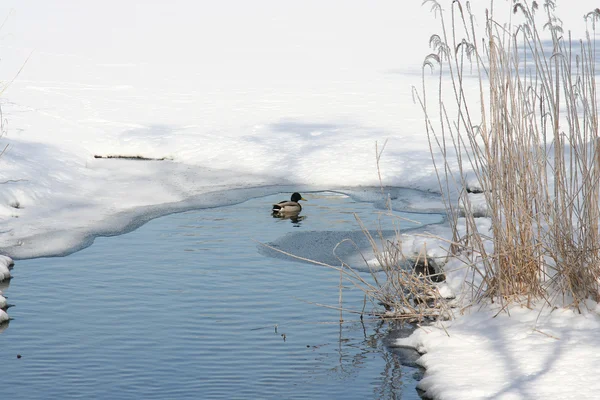 The ducks — Stock Photo, Image