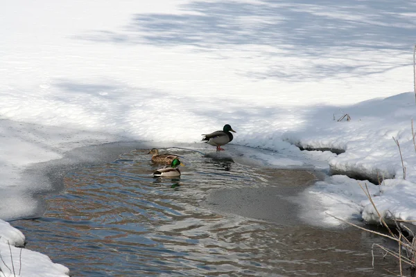 The ducks — Stock Photo, Image