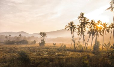 foggy morning in the Indian jungle clipart