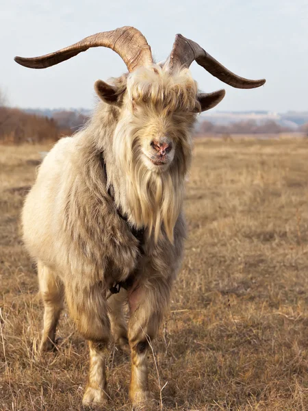 Vieja cabra descuidada con cuernos grandes . — Foto de Stock