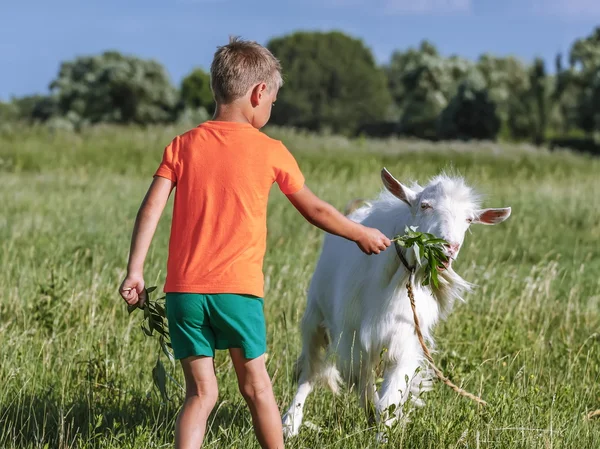 Chlapec chová kozu snítkou Vrba. — Stock fotografie