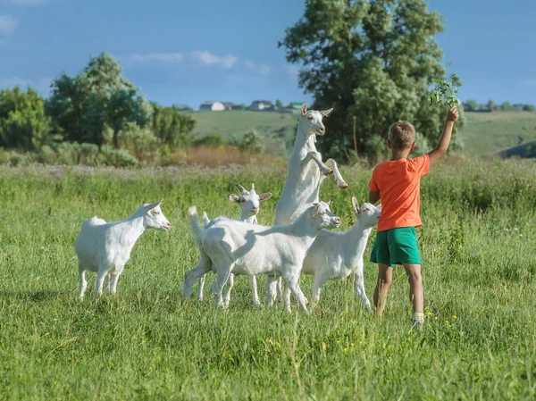 Jongen spelen met jonge geiten op weide. — Stockfoto