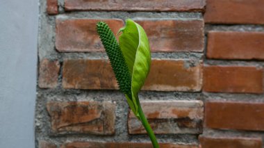 Barış Lily çiçekleri ya da Spatthiphyllum kochlearispathum yeşile dönüyor, kırmızı tuğlaların arka planında yalıtılmış. Kullanılabilir metin ve kopyalama alanı.