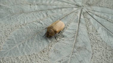 Noel böceği portresi veya Anoplognathus pallidicollis. Betona tünediğinde yakın plan çekimler. Kullanılabilir metin ve kopyalama alanı.