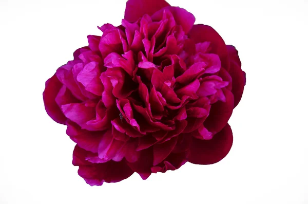 Obraz piękny jasny kwiat — Zdjęcie stockowe