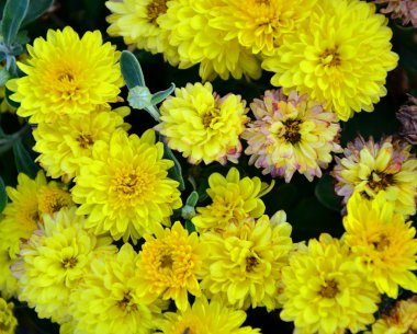 bir buket çiçek arka plan bahar çuha çiçeği olduğunu