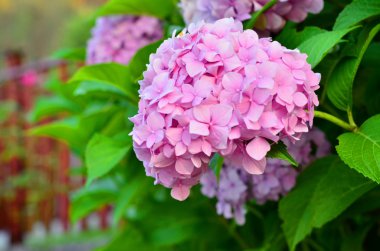 Pembe çiçek yakın plan.