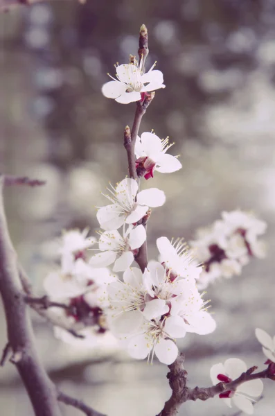 Primavera Flores de cereja em plena floração . — Fotografia de Stock