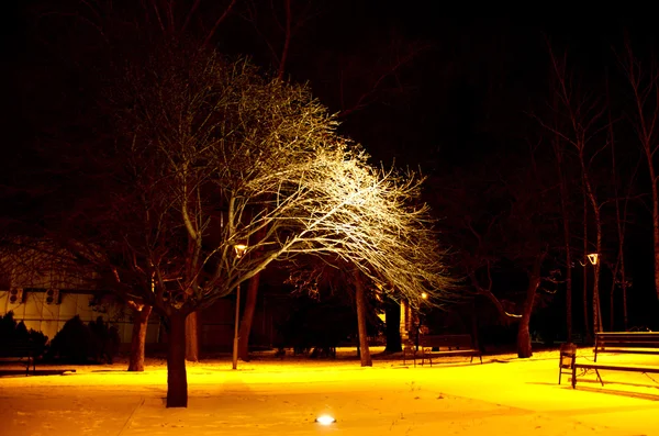 Дерево в парке ночью — стоковое фото