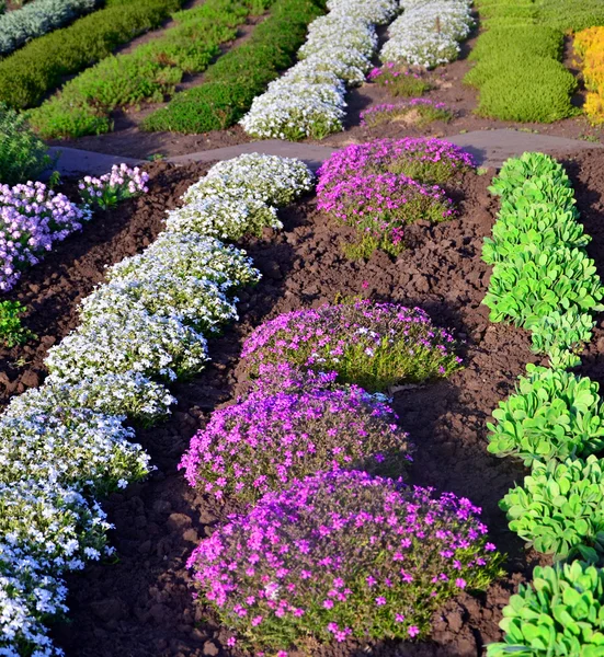 Uma prímula de primavera está em um buquê, fundo floral Imagem De Stock