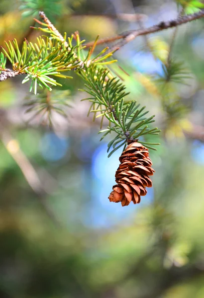 Natuurlijke verse achtergrond, pine op de green over focus naalden en kegel, vervagen twijgen — Stockfoto