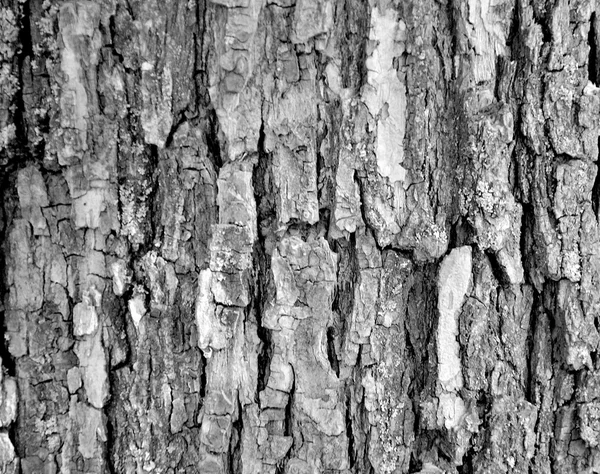 Tree bark texture — Stock Photo, Image