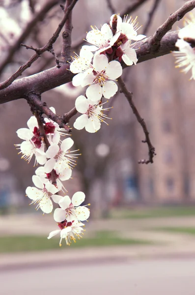 Las flores de los cerezos florecen en un día de primavera —  Fotos de Stock
