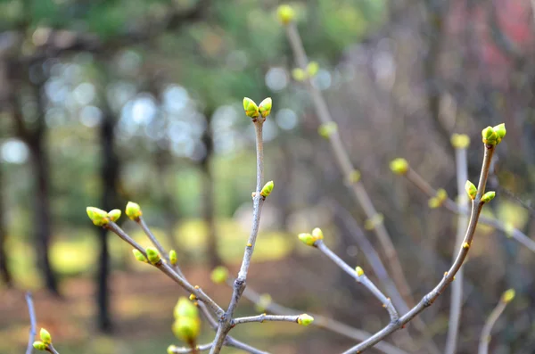 Botões florescentes na árvore no fundo brilhante — Fotografia de Stock