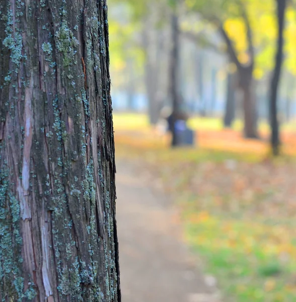 Bark of tree — Stock Photo, Image