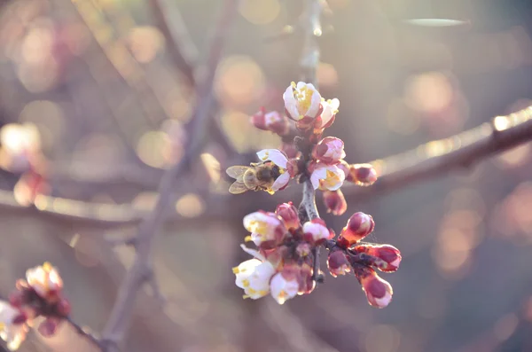 Bee gathering nectar on cherry — Stock Photo, Image