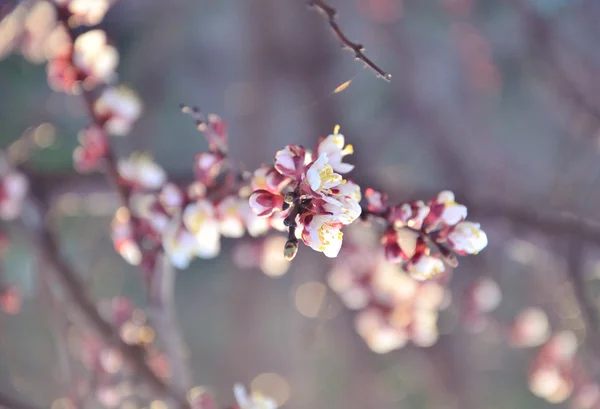 Hermosa flor de cereza — Foto de Stock