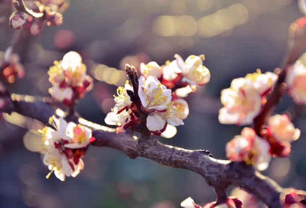 Beautiful flowering  cherry — Stock Photo, Image