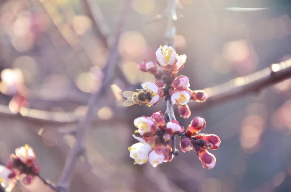 Bee gathering nectar on cherry — Stock Photo, Image