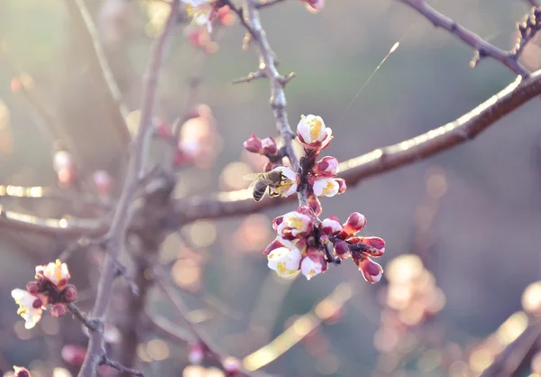 蜜蜂采集花蜜，在樱桃 — 图库照片