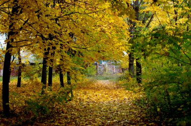 Sonbahar parkında renkli yapraklar