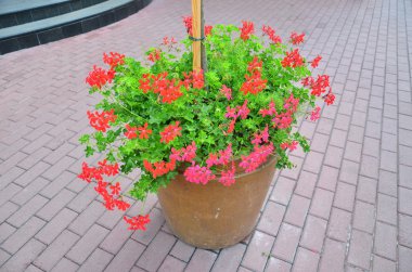 güzel, farklı çiçekler