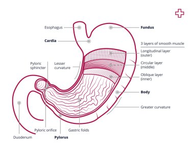 Stomach anatomy with description clipart
