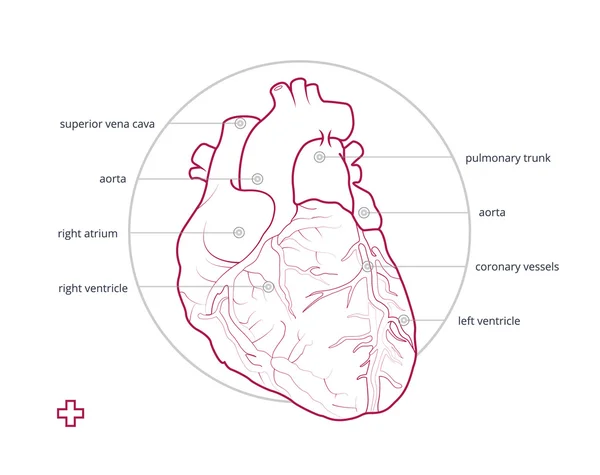 Açıklama ile insan kalbi