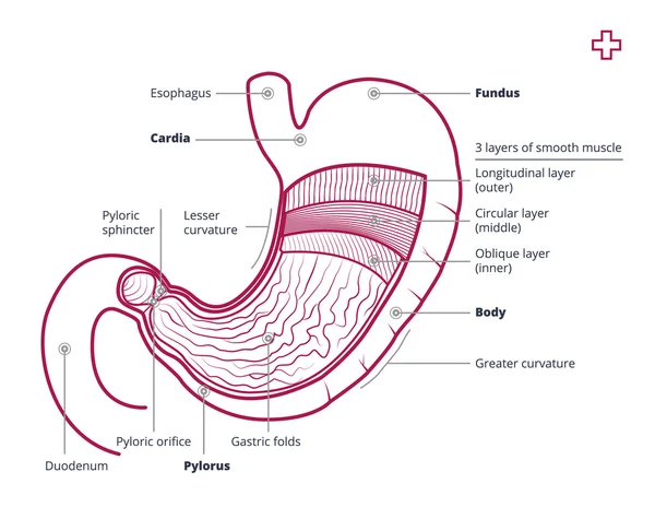 Stomach anatomy with description — Stock Vector