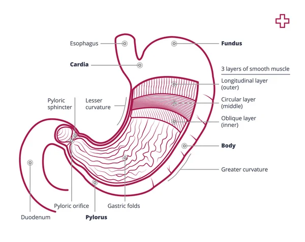Anatomia dello stomaco con descrizione — Vettoriale Stock