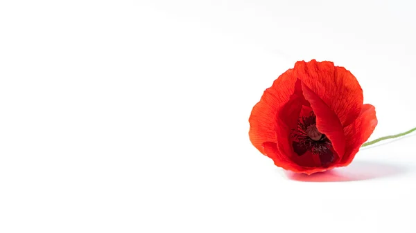 Sebuah poppy merah — Stok Foto